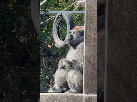 shorts 日向ぼっこショウくん　ニシゴリラ　浜松市動物園にて　2026年3月15日 サムネイル