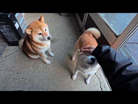 2026年4月13日(月) 大きなあくびと大きな伸びして起きてくる春の朝 サムネイル