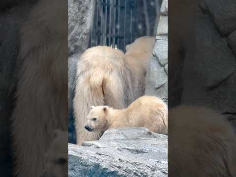 shorts 水鏡を見入ってしまうモモ太くん　  ホッキョクグマの親子　秋田県男鹿水族館GAOにて2026年5月1日