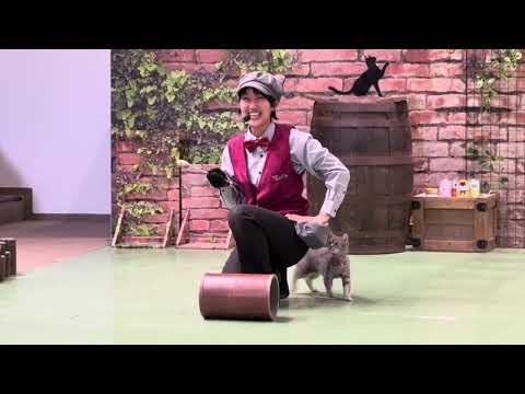 我家は久しぶりラパちゃん　本日2025年キャッツ納め！なかなか見れない猫によるショー ザ・キャッツ　那須どうぶつ王国に… サムネイル