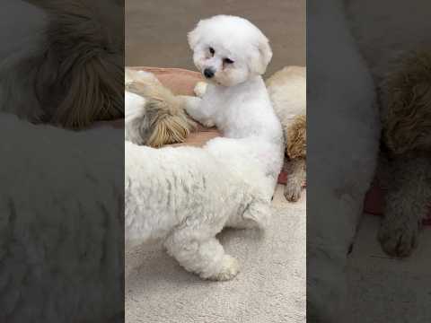 shorts ビションフリーゼの仔犬のシュシュちゃんピッピちゃん　ワンニャンリビング　那須どうぶつ王国にて　2026年… サムネイル