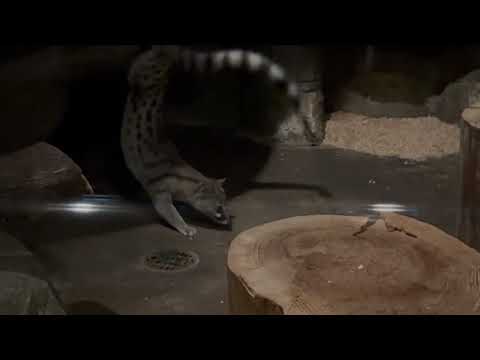 ケープジェネット　東山動植物園にて　2026年3月14日 サムネイル