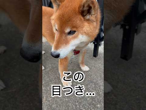 ’25.12.29 MAL SOKしてますか？ 柴犬 shibainu 柴犬のいる暮らし 柴犬の日常 おやつ 水を飲む… サムネイル