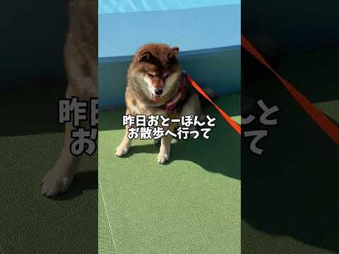 散歩中にオヤツが尽きてしまった柴犬 サムネイル