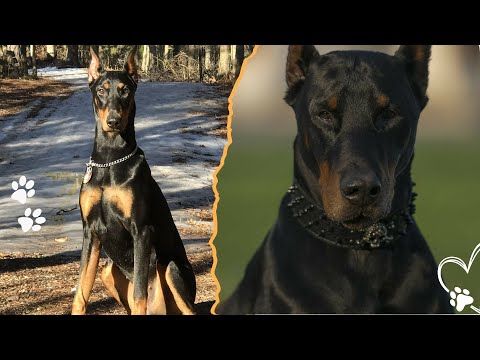Purebred vs Mixed Doberman — What Really Changes サムネイル