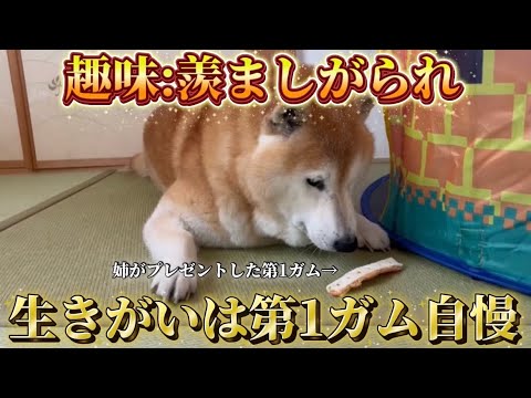 柴犬福 第一ガムを自慢する柴犬🤣Shiba-Eat🤣 サムネイル
