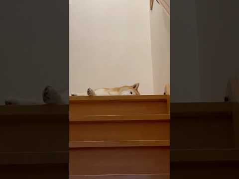 柴犬福 兄の出迎えやる気無さすぎる柴犬🤣Bro and Shiba🤣兄と柴 shorts japanesedog 柴犬…