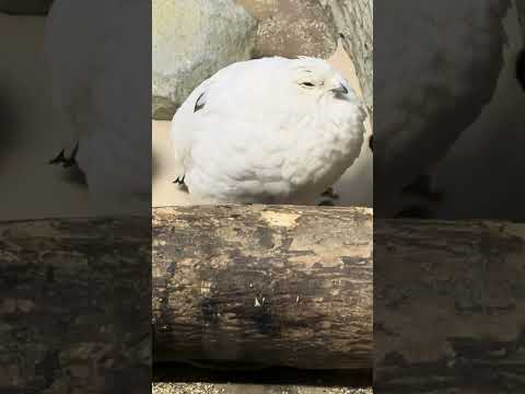 shorts ニホンライチョウ　那須どうぶつ王国　IMG 9946 サムネイル