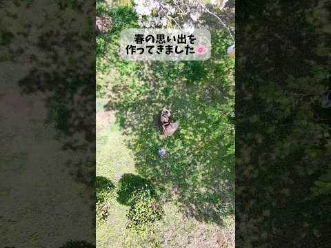 ⁡春の思い出をオキニのドローンと共に🌸ドローンで遊ぶの楽しすぎて最近色んなところに持っていってます🤣 PRドローンゴー… サムネイル