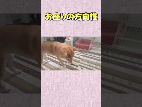 お座りの方向性 神戸 柴犬 shiba shibainu 癒し サムネイル