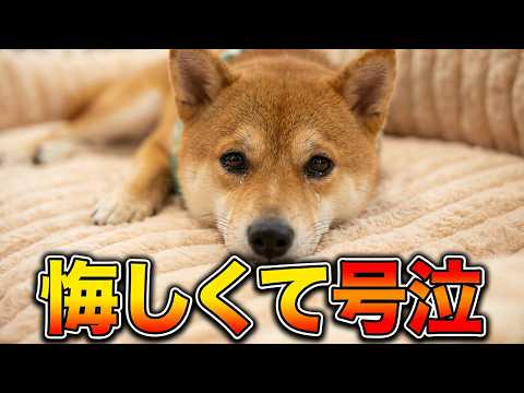 兄柴犬に大切な場所を奪われ、悔しくて泣いてしまう四竜・・・