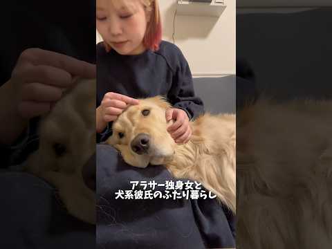 犬にも甘える時のゴロゴロ音があるのご存知ですか？笑ゴールデンレトリバー 犬系彼氏 サムネイル