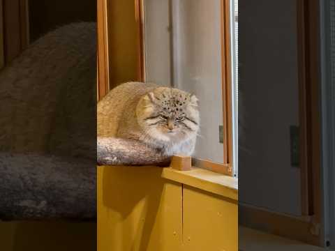 shorts のんびりロータスくん　マヌルネコ　埼玉県こども動物自然公園　2026年3月6日 サムネイル