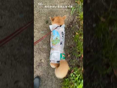 梅雨入りして雨の日が多いですね 柴犬 神戸 shibainu shiba サムネイル