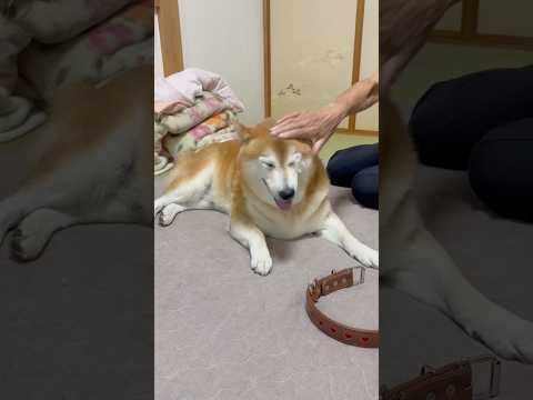 柴犬福 【名作】おばあさんvs柴犬🤣Grandma vs  Shiba👵shorts japanesedog shib… サムネイル