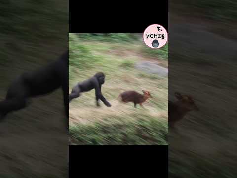 Jabali chasing muntjac gorilla gorillatag taipeizoo 金剛猩猩 台北… サムネイル