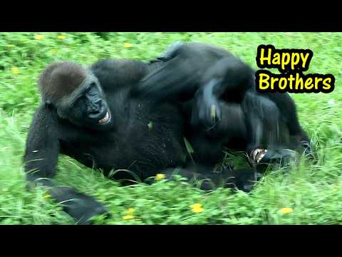 Jabali, Ringo enjoyed treats & playing in the rain金剛猩猩Jabal…