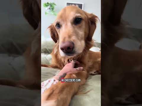 coming home to my golden retriever🥵 goldenretreiver dog ind… サムネイル