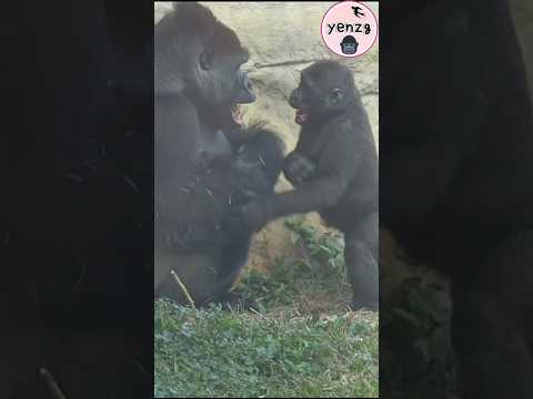 D'jeeco 和兒子Ringo玩得好開心 gorilla gorillatag taipeizoo 金剛猩猩 台北市… サムネイル