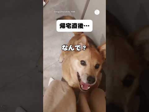 飼い主びっくり‼️分離不安の犬が見せたまさかの行動　犬　いぬ　犬のいる暮らし 分離不安　犬のいる生活 サムネイル
