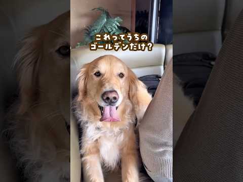 これってうちの子だけ？ ゴールデンレトリバー 大型犬のいる生活 goldenretreiver サムネイル
