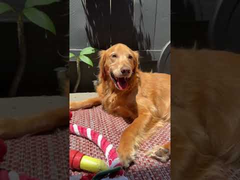 coming home to my golden retriever🥵goldenretreivers dog pup… サムネイル