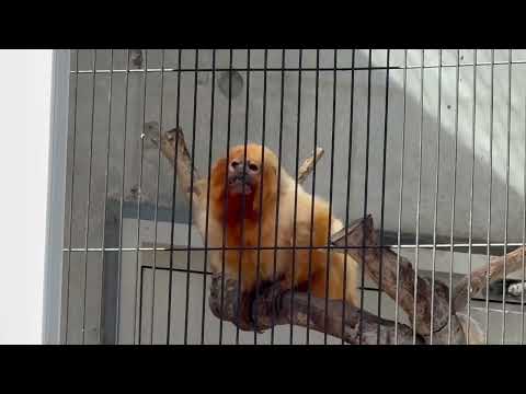 エリオくんは日本国内で会える最後の一頭で もうおじいちゃんなんです〜！　ゴールデンライオンタマリン　小ザルたちにフルー… サムネイル