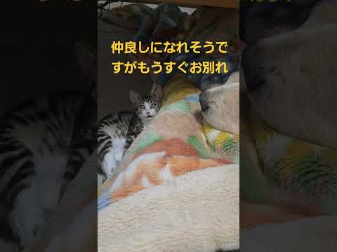 お別れのKiss  子猫のキビからゴールデンレトリバーのトン君へ。 ゴールデンレトリバー 子ネコ cat kitten… サムネイル