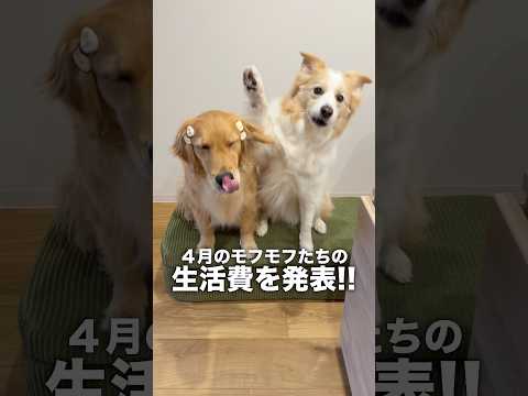 犬と猫と暮らす我が家の生活費を公開します!!【ボーダーコリー・ゴールデンレトリバー】shorts サムネイル