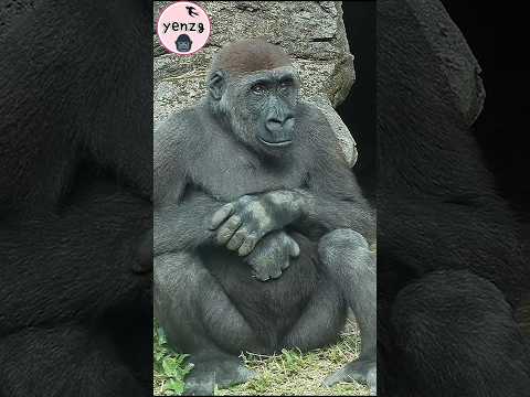 Jabali 🥰😍 gorilla gorillatag taipeizoo 金剛猩猩 台北市立動物園 cuteani… サムネイル