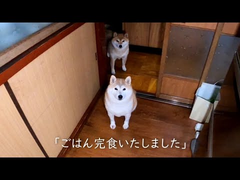 ごはん完食報告に来るタダでは帰らない圧力団体のみなさま サムネイル