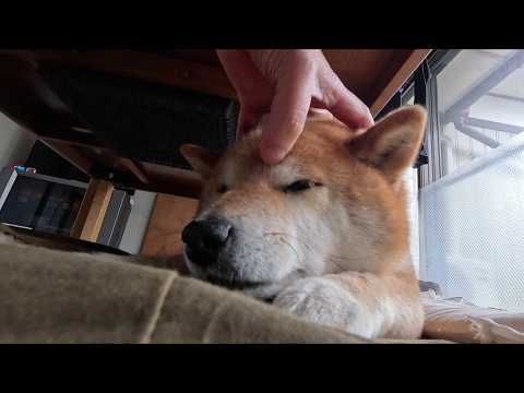 末っ子ちゃんがコタツの下を秘密基地にするシーズン到来 サムネイル