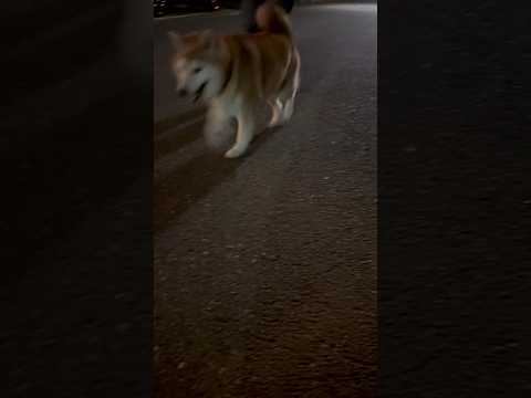 柴犬福 兄に呼ばれた時の柴犬🤣Brother and Shiba🤣姉と柴 shorts japanesedog 柴犬… サムネイル
