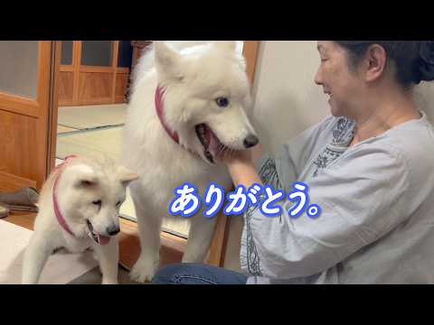 【大感謝】数年の時を超え、愛犬にとびっきりの愛に溢れたお揃いのプレゼントが届きました。