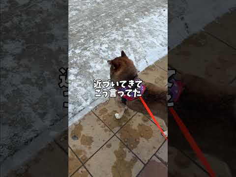 散歩中🐕に熱い視線を向けられた柴犬が思ったこと・・・ サムネイル