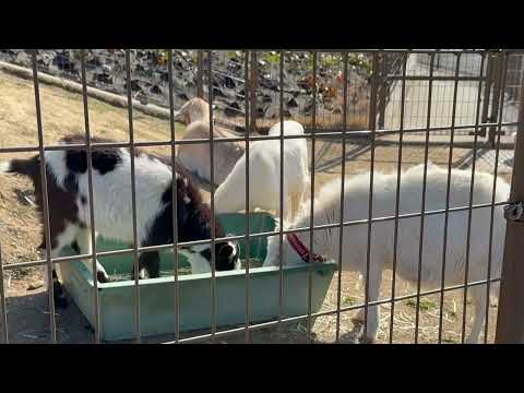 子ヤギちゃんたちも だいぶ大きくなりました☺️   浜松市動物園にて　2026年3月15日 サムネイル