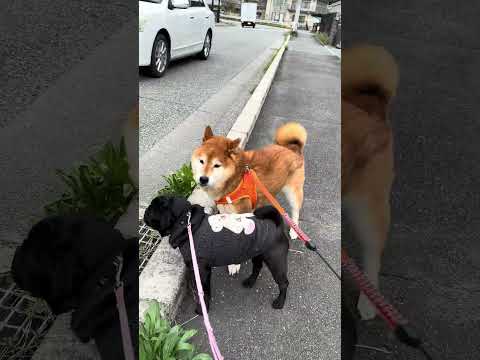 いつものお散歩 cutedog 柴犬 パグ dog shibainu doggie 愛犬 walking お散歩 ro… サムネイル