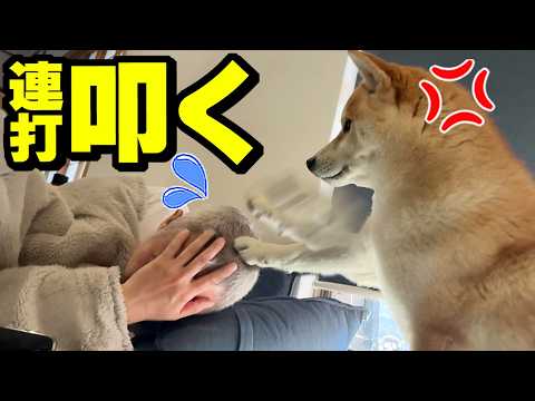 ブチ切れた柴犬が犬パンチを炸裂しパパの頭皮が大変な事になりました… サムネイル