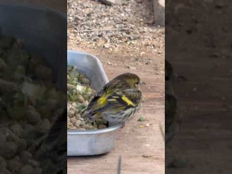 shorts マヒワ？　のんほいパークにて　2026年1月23日 サムネイル