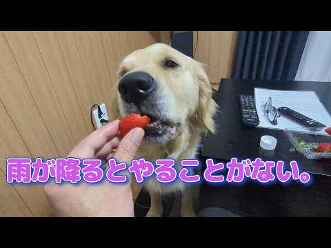 雨が降るとやることがないよー！ゴールデンレトリバーティト サムネイル