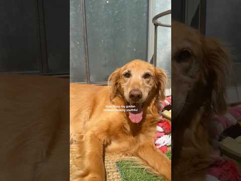 coming home to my golden retriever🥵goldenretreivers dog pup… サムネイル