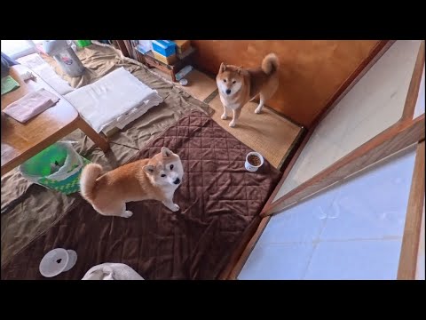 2026年2月10日(火) 【お残しワンちゃん】こんなこともあろうかと買っておいた秘密兵器！ サムネイル