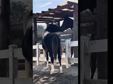 朝のポニーたち東武動物公園動物ポニーのんびり癒し