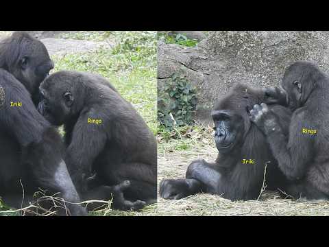 Gorilla D'jeeco family午餐。撿菜/Ringo喝奶。幫mom理毛/Iriki警戒Ringo關心/T… サムネイル