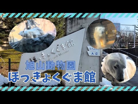 【旭山動物園】ほっきょくぐま館🐻‍❄️[Asahiyama Zoo] Polar Bear Museum サムネイル