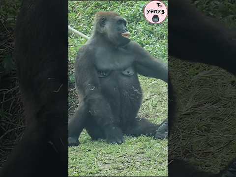 hilarious Tayari 🤣 gorilla gorillatag taipeizoo 台北市立動物園 金剛猩… サムネイル