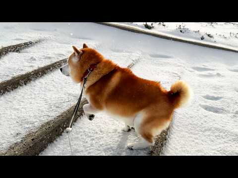 1歩目が狂ったため、それ以降はへたっぴステップになってしまう柴犬 サムネイル