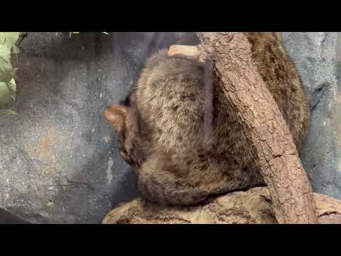 アンズちゃん　アムールヤマネコ　那須どうぶつ王国にて　2026年2月1日 サムネイル