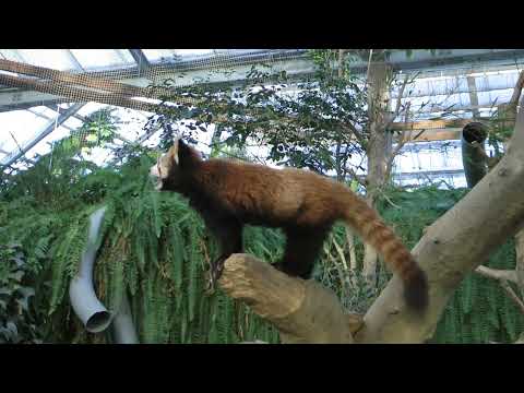 レッサーパンダのひなちゃんと　すずちゃん　神戸どうぶつ王国　2025年12月28日　00055 サムネイル