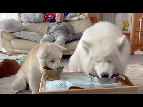 献身的に看病してくれた柴犬とサモエドにお礼で過去最高級の手作りご飯をあげたら大歓喜で爆食いしてくれました。 サムネイル